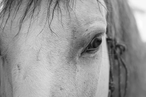 Close Olho Cavalo Tordo Olhar Nobre — Fotografia de Stock