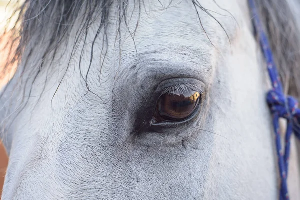 Primer Plano Del Ojo Caballo Zorzal Mirada Noble —  Fotos de Stock