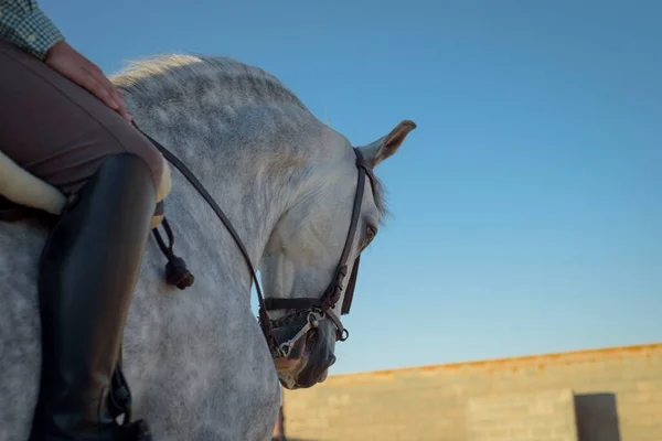 Cabeza Caballo Durante Práctica Montar Caballo Por Jinete Equitación —  Fotos de Stock