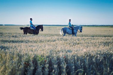 Kuru mısır gevreği tarlalarında at süren iki kişi. Ata binme alıştırması..