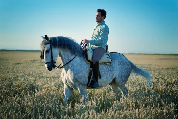 Rider His Horse Field Surrounded Cereal Practicing Horse Riding — Stock Photo, Image