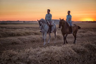 96 / 50002 binici at sırtında... tarlada saman sakalı üzerinde görüldü. Ata binmek.