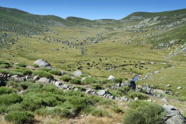 Nehirli yeşil çayır manzarası ve Sierra de Gredos, Avila, Castilla Leon, İspanya, Avrupa 'da açık havada yemek yiyen inekler. Doğal sahne.