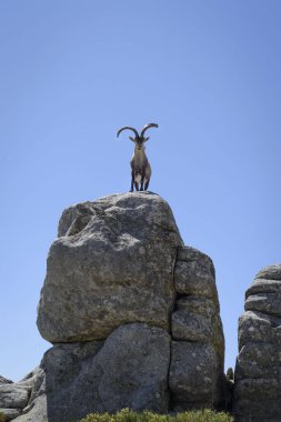 Sierra de Gredos 'ta, Avila' da, Castilla Leon 'da, İspanya' da, Avrupa 'da dağ keçisi. Doğal sahne.