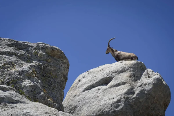 แพะภ เขาบนก อนห นบางแห งใน Sierra Gredos Avila Castilla Leon — ภาพถ่ายสต็อก