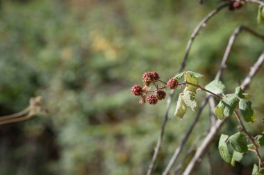 Doğada kırmızı meyveli böğürtlen. Vahşi meyveler.