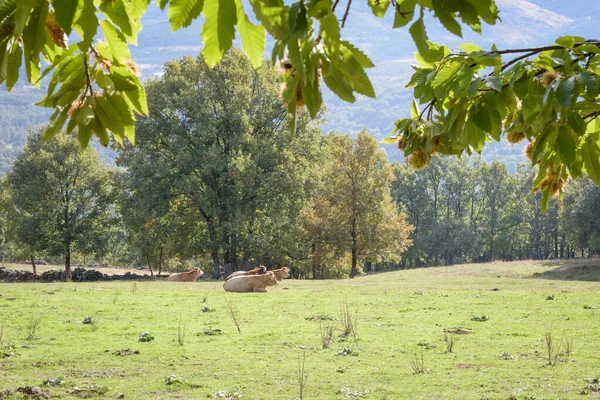 Yeşil Çayır Meşe Ağaçları Dinlenen Yalancı Inekler Önce Meşe Yapraklarıyla — Stok fotoğraf