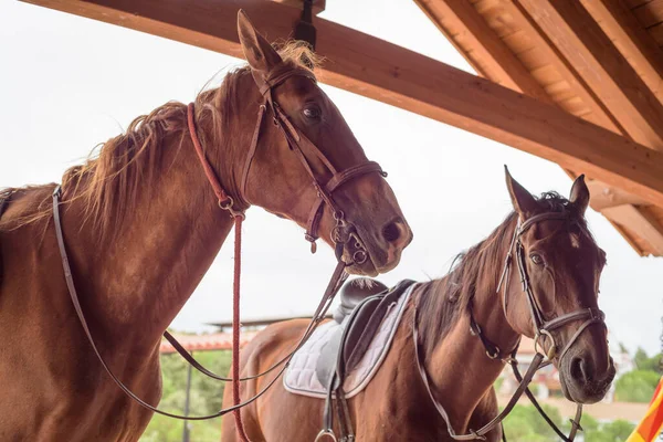 Dva Kaštanoví Koně Pod Dřevěným Bidýlkem Jezdecká Scéna Venku — Stock fotografie