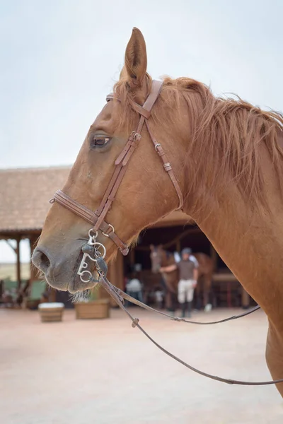 Muž Větví Koně Hlavou Jiného Koně Jezdecká Scéna Venku — Stock fotografie