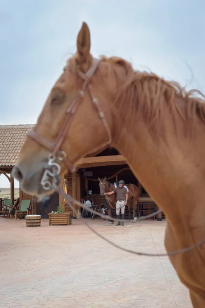 Muž Větví Koně Hlavou Jiného Koně Jezdecká Scéna Venku — Stock fotografie
