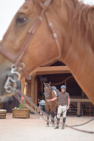 Man Branch Horse Head Another Horse Equestrian Scene — Stock Photo, Image