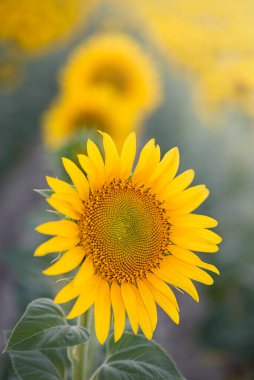Gün batımında sarı taç yapraklarıyla tam çiçeklenmiş ayçiçeği. Borular için ayçiçeği.