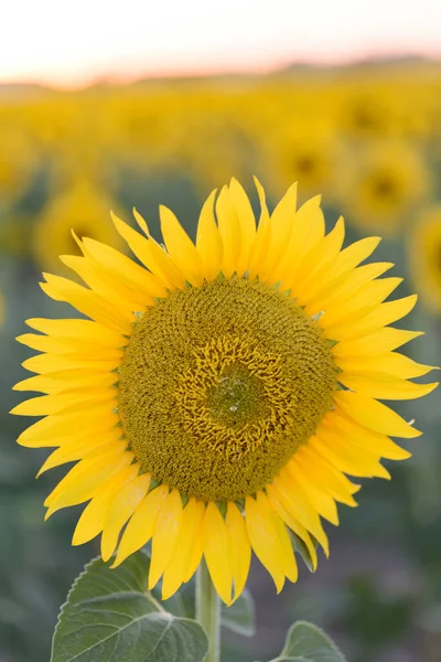 向日葵盛开 日落时花瓣黄色 向日葵管 — 图库照片