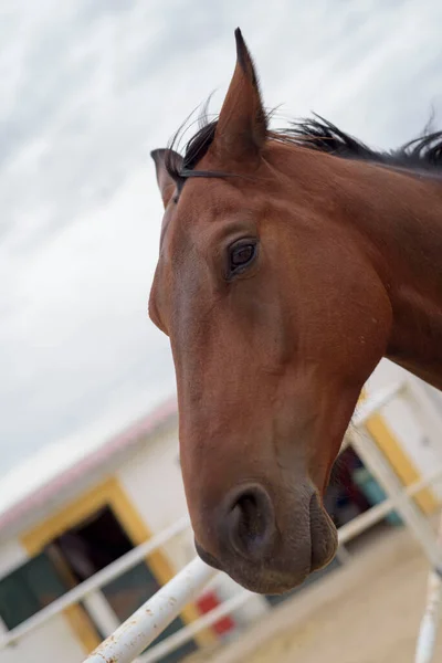 Close Uma Cabeça Cavalo Castanha — Fotografia de Stock