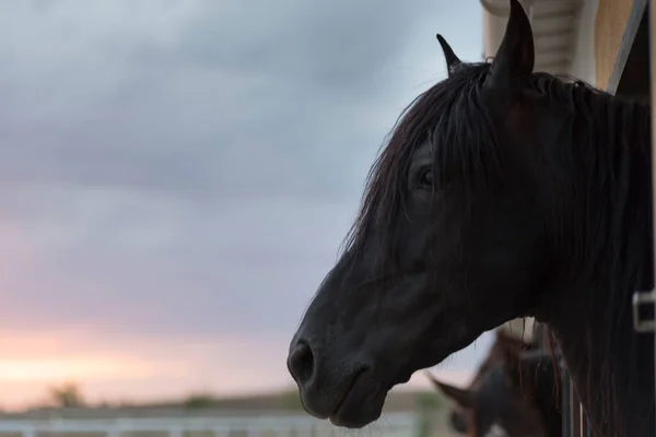 Detailní Záběr Hlavy Černého Koně Při Západu Slunce — Stock fotografie
