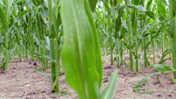 Plantas Jóvenes Maíz Campo — Vídeos de Stock