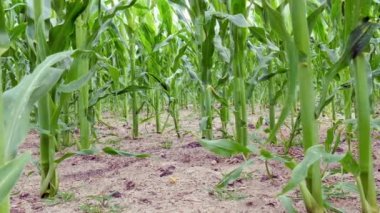 izleme atış bir Mısır alan aracılığıyla