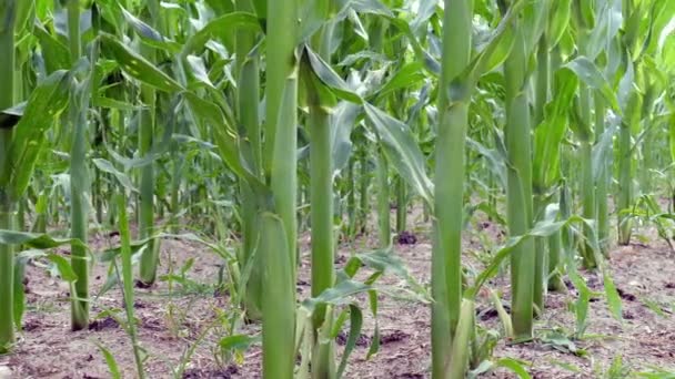 Rastreo Disparado Través Del Campo Maíz — Vídeo de stock