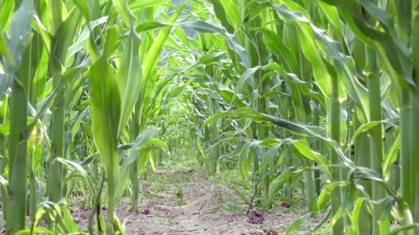 Young Corn Plants Field — Stock Video