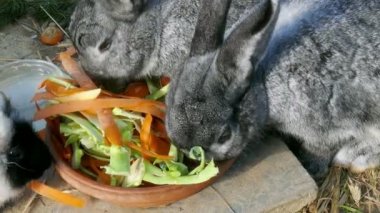 tavşan ve kobay birlikte yemek