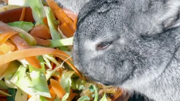 Dos Conejos Comiendo Juntos Verduras — Vídeos de Stock