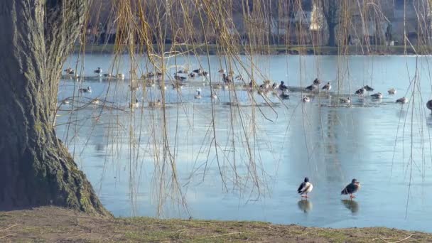 Nombreuses Oies Sauvages Canards Sur Rive Lac — Video
