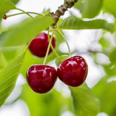 ağaçta asılı koyu kırmızı kiraz