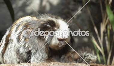 Küçük maymun kuyruğunu ile oynamak