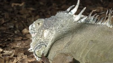 orman katta Iguana