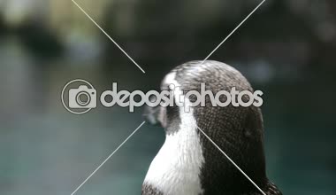 su içinde geçmiş olan bir penguen Başkanı