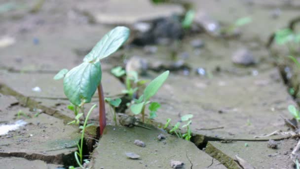 Young Plant Survived Drought — Stock Video