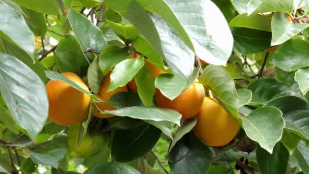 Caquis Frescos Maduros Colgados Árbol Listo Para Cosecha — Vídeo de stock