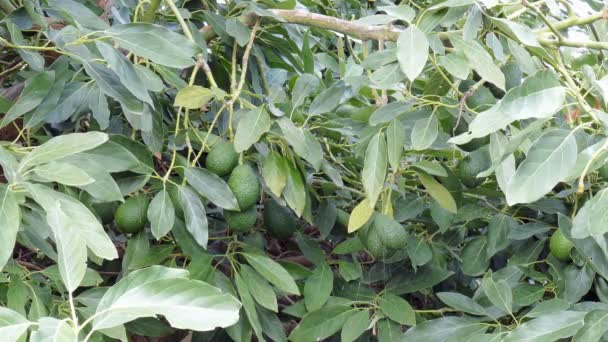 Aguacates Maduros Colgados Árbol Listo Para Cosecha — Vídeo de stock