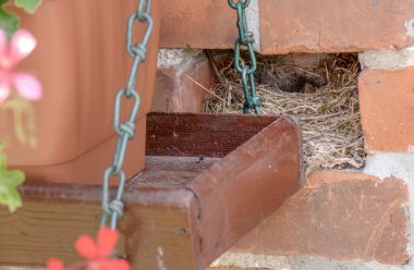 gizli kuş yuvası bir evin duvarında