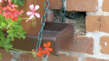 gizli kuş yuvası bir evin duvarında