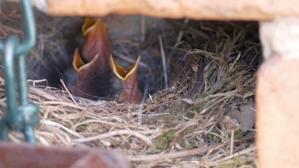 Verborgen Bird Nest Muur Van Een Huis — Stockvideo