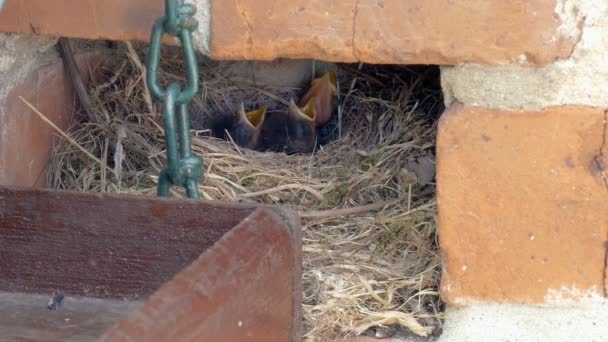 Спрятанное Птичье Гнездо Стене Дома — стоковое видео