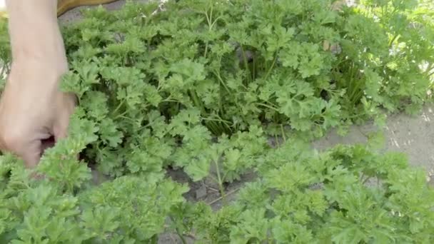 Dolly Shot Row Parsley While Harvesting — Stock Video