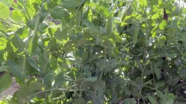 Dolly mangetout bezelye üste vurdu