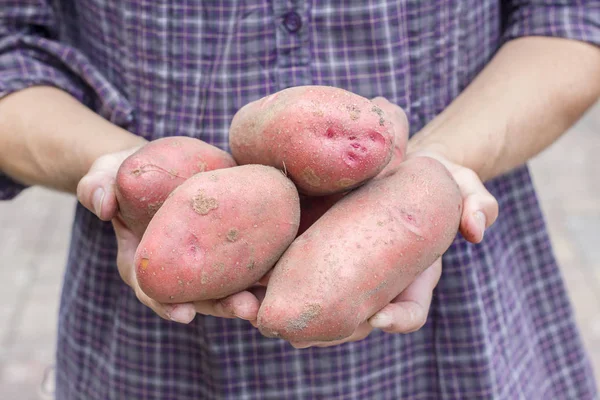 농민 들 손을 잡고 큰 감자 로열티 프리 스톡 이미지