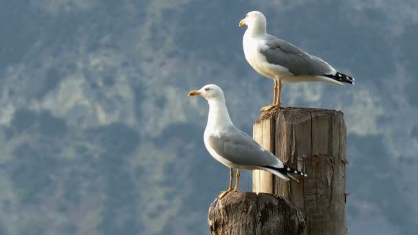 海鸥坐在一个木柱上 — 图库视频影像