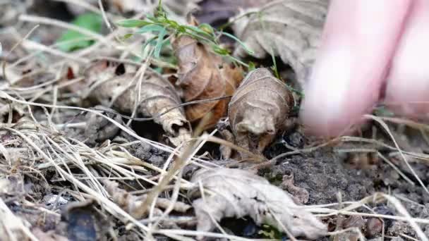 Trüffelsuche Wald — Stockvideo