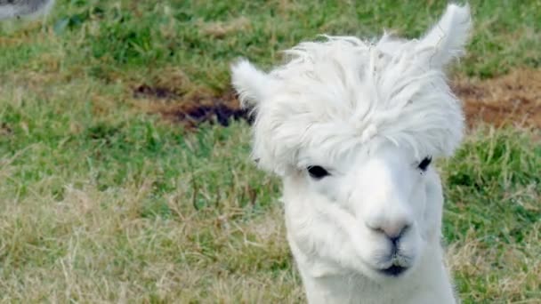 White Alpaca Meadow — Stock Video