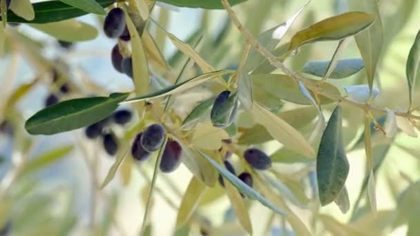 Branche Olivier Aux Olives Foncées — Video