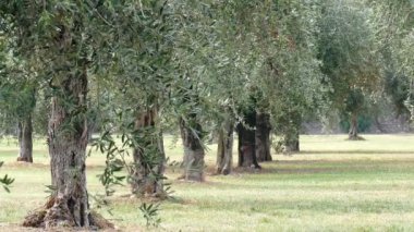 pek çok zeytin ağaçları bir çayırda