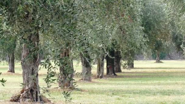 Muchos Olivos Prado — Vídeos de Stock