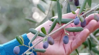 çiftçi zeytin kalite denetimleri