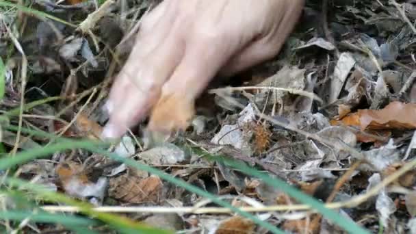 Buscar Encontrar Trufas Bosque — Vídeos de Stock