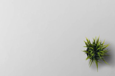 Tablo üst görünümünde office çalışma alanı stok fotoğraf üzerinde bitki