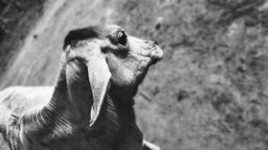 Eski Vintage tuğla yığını arka plan